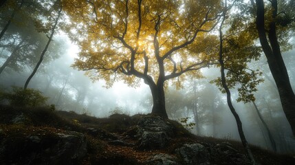 Tree reaching skyward from a misty hill, its golden-illuminated branches standing out against a dense, foggy forest