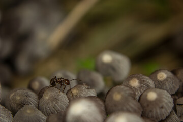 an ant walking on mushrooms