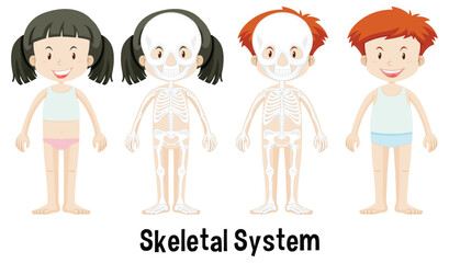 Children's Skeletal System Illustration