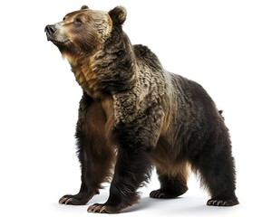 Fototapeta premium A powerful grizzly bear standing on its hind legs its thick fur and sharp claws highlighted against a plain white background