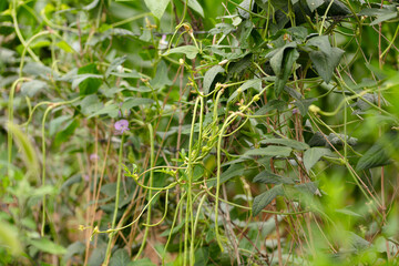 Bean crops on bean racks