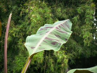 leaf in the garden Banana leaves with different colors on the same leaf