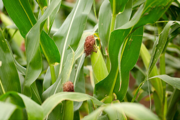 Corn cobs on corn seedlings