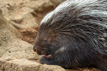 Porcupine