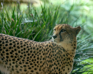 cheetah in the grass