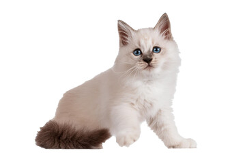 Ragdoll cat, small funny kitten play Isolated on transparent or white background