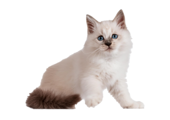 Ragdoll cat, small funny kitten play Isolated on transparent or white background