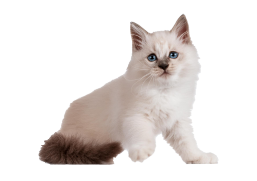 Ragdoll cat, small funny kitten play Isolated on transparent or white background