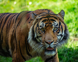 portrait of a tiger