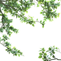 Wild Green Branch Leaves Isolated on Transparent or White Background, PNG