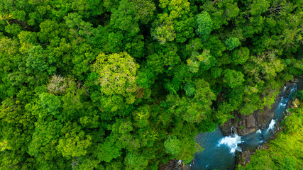 Naklejka premium Aerial view of mixed forest, deciduous trees, greenery and waterfalls flowing through the forest. The rich natural ecosystem of rainforest concept is all about conservation and natural reforestation 