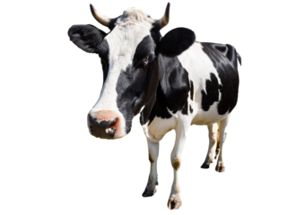 White and black cow on transparent or white background