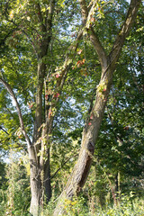 Native prairie plants and forest trees in early morning light at Half Day Forest Preserve in autumn