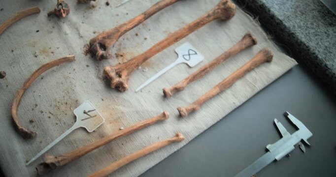 Close up of fossil specimen collection and professional tools lying on the table in archaeological laboratory. Bones, remains of ancient human or dinosaur skeleton. Artifact of antiquity. Archaeology.