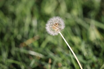 Dandelion on grass