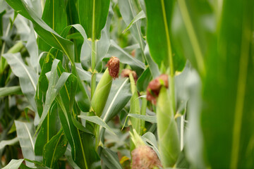 Corn cobs growing on corn plants