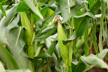 Corn cobs growing on corn plants