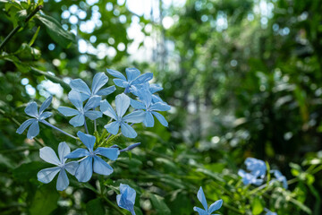 Blue flowers of a tree outside in nature of a tropical jungle with blurry background and space for text.