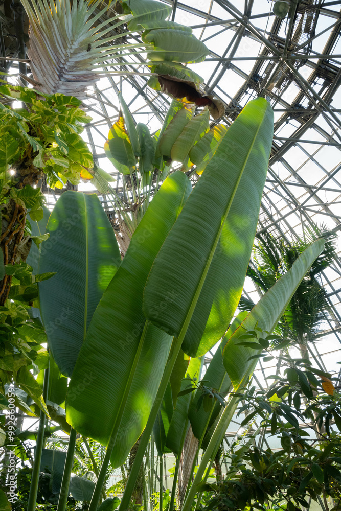 Wall mural green leaves of a banana plant inside a greenhouse with natural light at daytime.