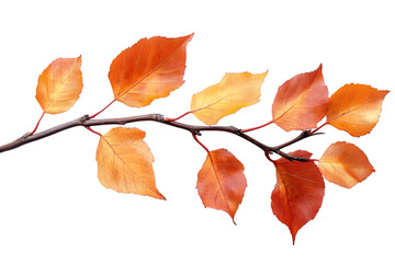 Naklejka premium autumn leaves isolated on white