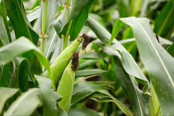 Corn cobs growing on corn plants