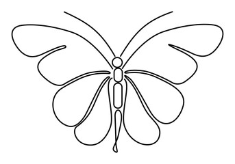 butterfly on white background