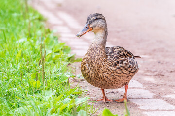 A duck female stands on its paws on the green shore of a pond.