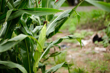 Corn cobs growing on corn plants
