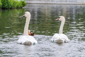 Obraz premium Two Graceful white Swans swimming in the lake, swans in the wild