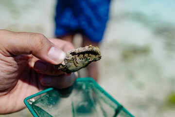 Fototapeta premium marine hermit crab in hands
