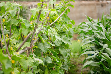 Cucumber vines on a rack