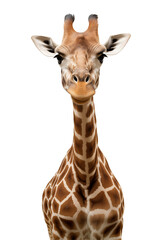 Obraz premium Close-Up Portrait Of A Giraffe With Long Neck And Brown Spots On White Background