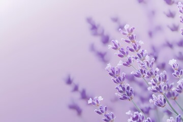 Obraz premium Calming Lavender on Gentle Purple Background