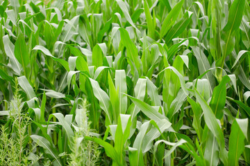 Corn seedlings is growing in farmland