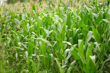 Corn seedlings is growing in farmland