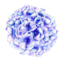 Hydrangea flowers watercolor illustration. Hand drawn bouquet on isolated background. For cards and wedding design.