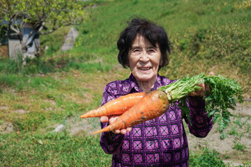 Elderly woman harvesting vegetables