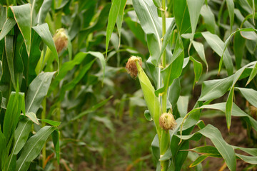 Unripe corn cobs in the farmland