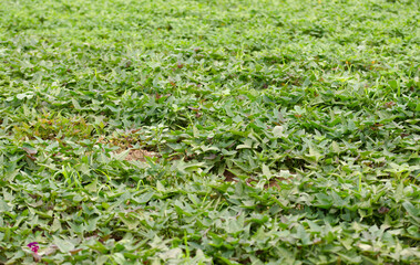 Lush sweet potato vines in farmland