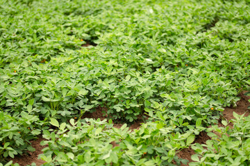 Growing peanuts in the farmland