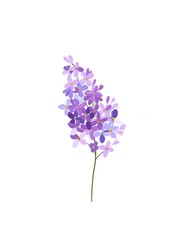 Obraz premium Violet flower isolated on white background
