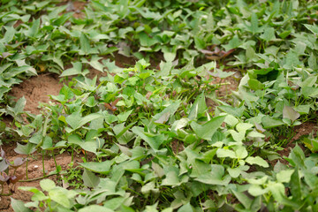 Sweet potato vines in the farmland