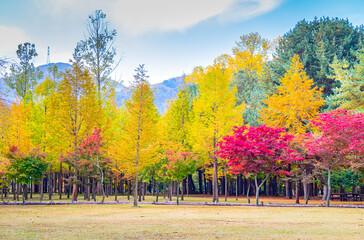 Autumn in Nami Island, trees are changing beautifully all over the island of Korea, Asia.