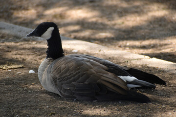 goose on the beach