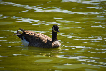 goose in water