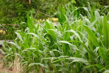 Corn seedlings growing well