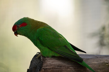 The musk lorikeet is mainly green and it is identified by its red forehead, blue crown and a distinctive yellow band on its wing.