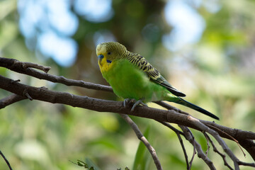 Parakeets are pale green with black bars on their backs, heads, and wings.