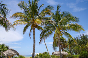 Coconut trees on sunny Sanibel Island.