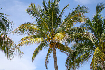 Coconut Palm growing on exotic Sanibel Island.